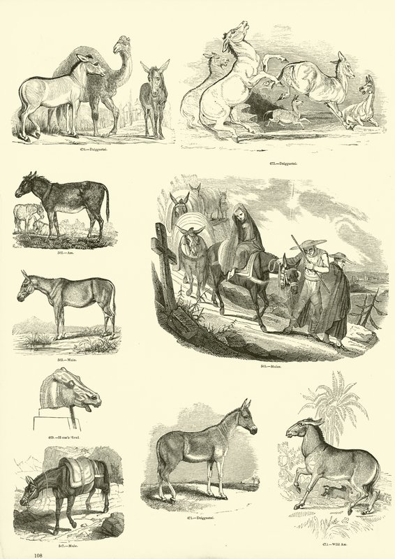 Page from The Pictorial Museum of Animated Nature by English School
