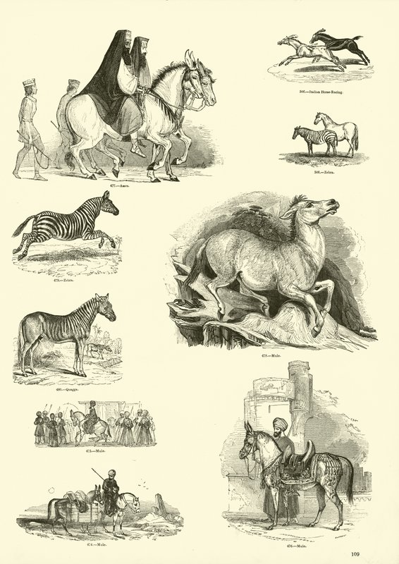 Page from The Pictorial Museum of Animated Nature by English School