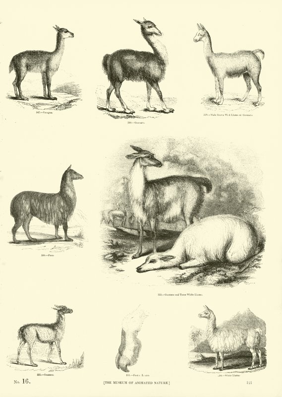 Page from The Pictorial Museum of Animated Nature by English School