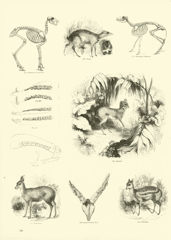 Page from The Pictorial Museum of Animated Nature by English School