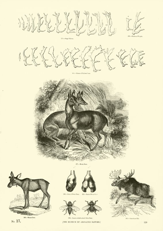 Page from The Pictorial Museum of Animated Nature by English School