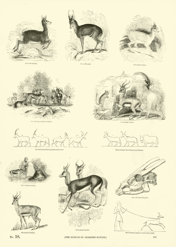 Page from The Pictorial Museum of Animated Nature by English School