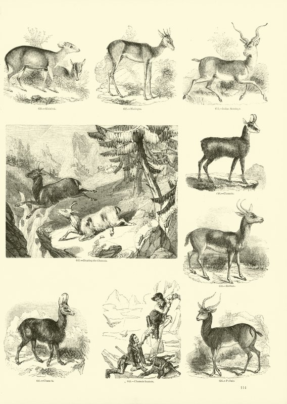 Page from The Pictorial Museum of Animated Nature by English School
