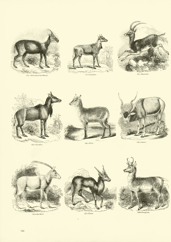 Page from The Pictorial Museum of Animated Nature by English School