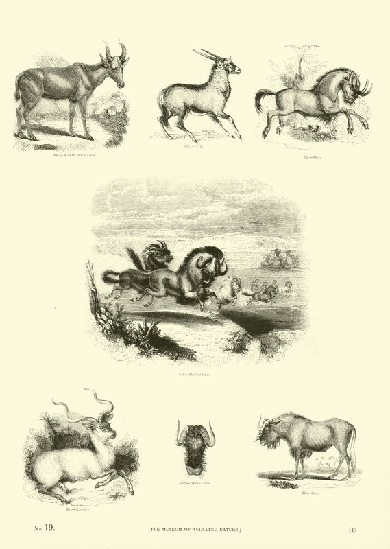 Page from The Pictorial Museum of Animated Nature by English School