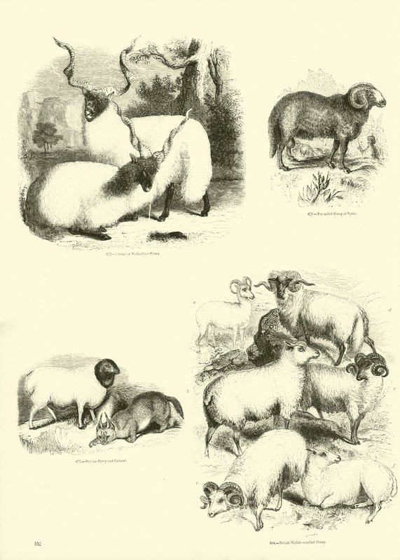 Page from The Pictorial Museum of Animated Nature by English School