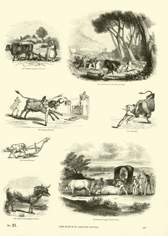 Page from The Pictorial Museum of Animated Nature by English School