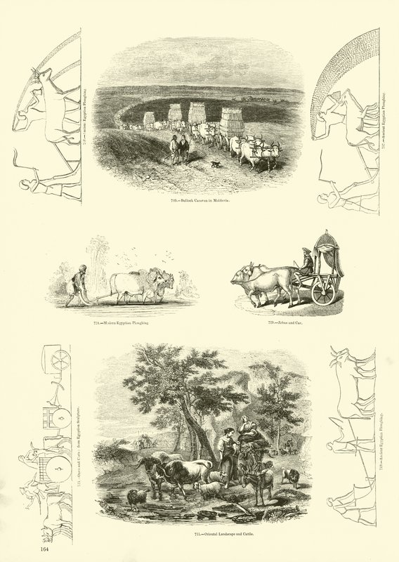 Page from The Pictorial Museum of Animated Nature by English School