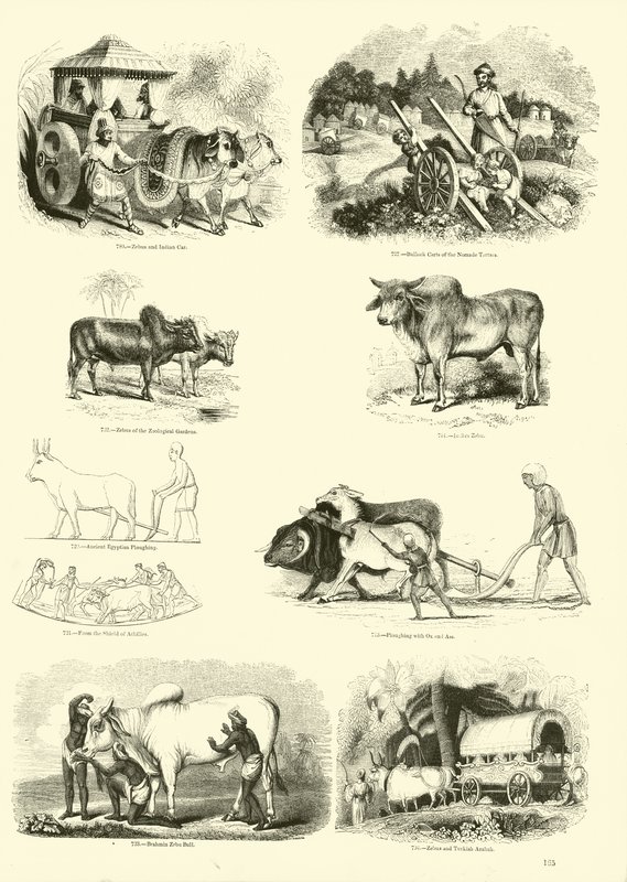 Page from The Pictorial Museum of Animated Nature by English School
