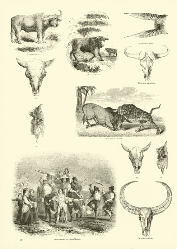 Page from The Pictorial Museum of Animated Nature by English School