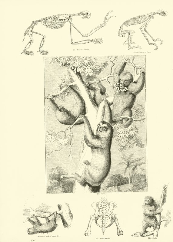 Page from The Pictorial Museum of Animated Nature by English School