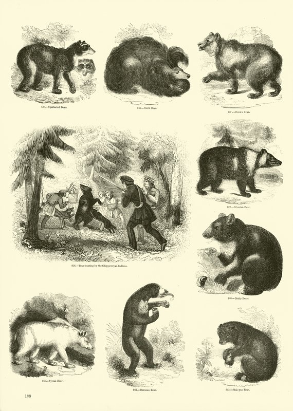 Page from The Pictorial Museum of Animated Nature by English School