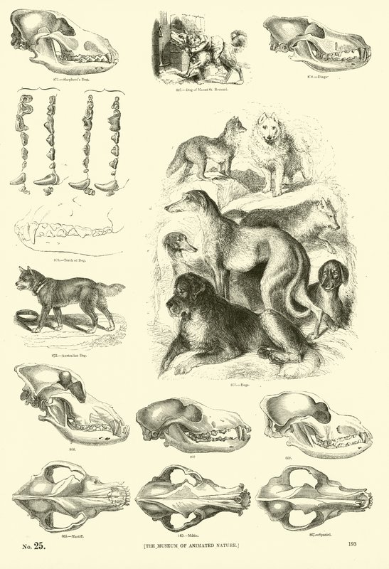 Page from The Pictorial Museum of Animated Nature by English School