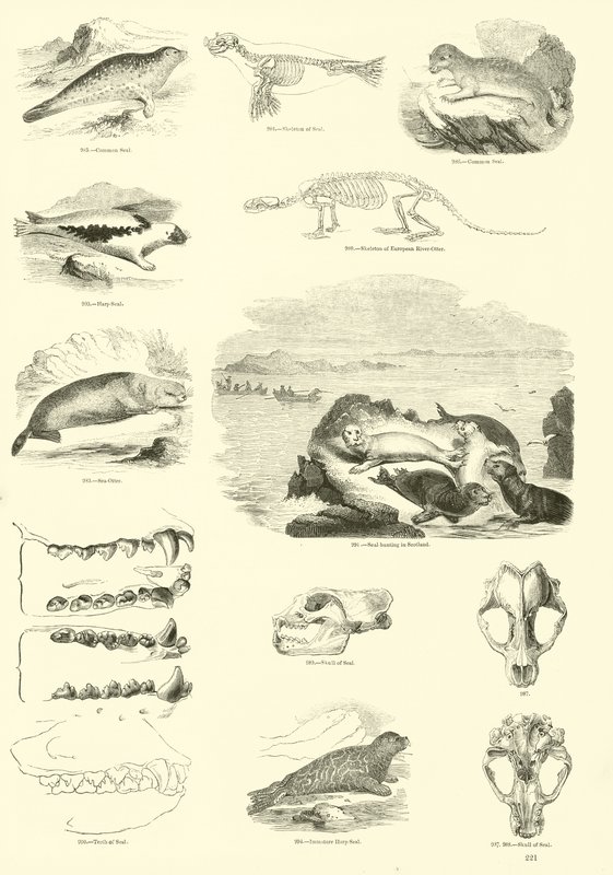Page from The Pictorial Museum of Animated Nature by English School