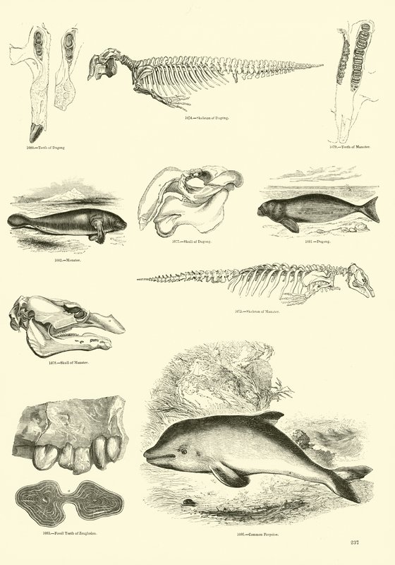 Page from The Pictorial Museum of Animated Nature by English School
