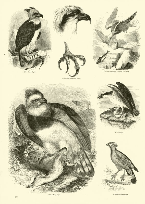 Page from The Pictorial Museum of Animated Nature by English School