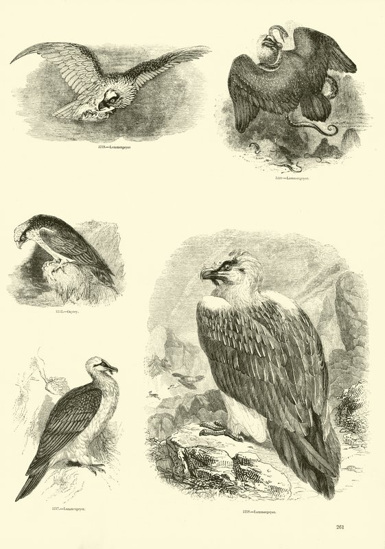 Page from The Pictorial Museum of Animated Nature by English School