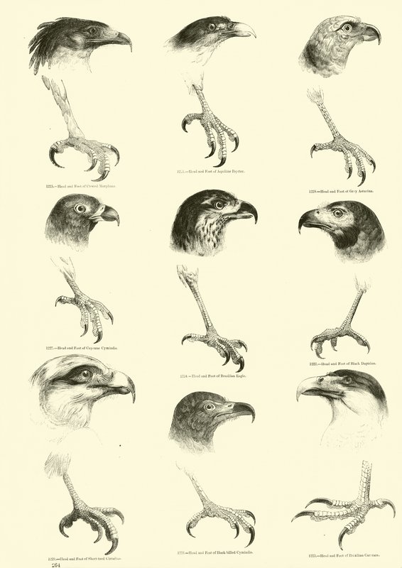 Page from The Pictorial Museum of Animated Nature by English School