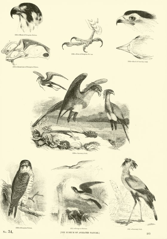 Page from The Pictorial Museum of Animated Nature by English School