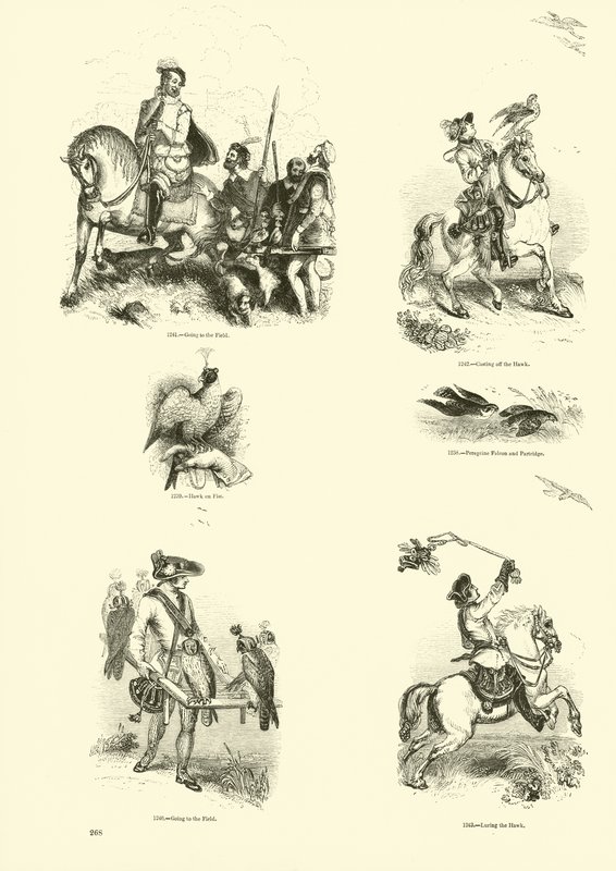 Page from The Pictorial Museum of Animated Nature by English School