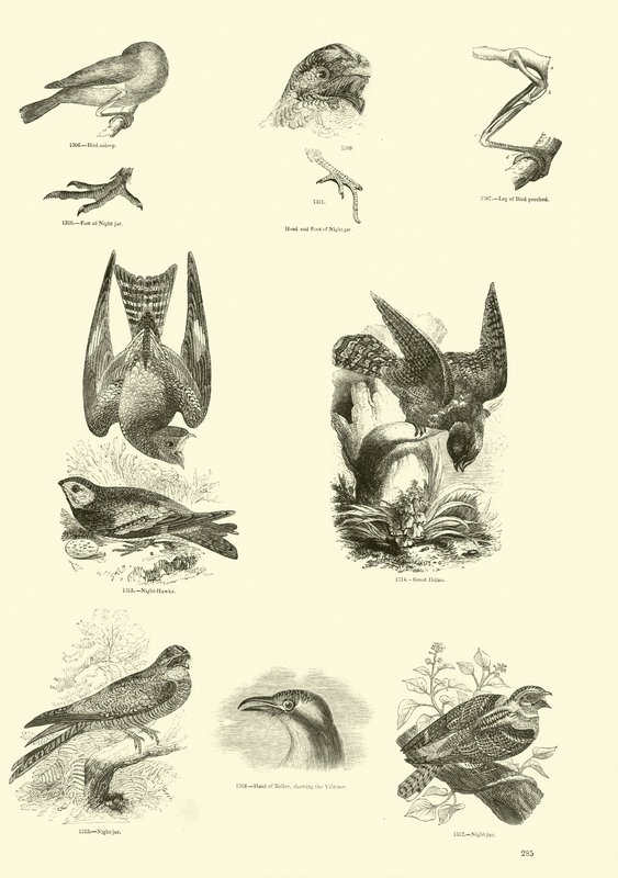 Page from The Pictorial Museum of Animated Nature by English School