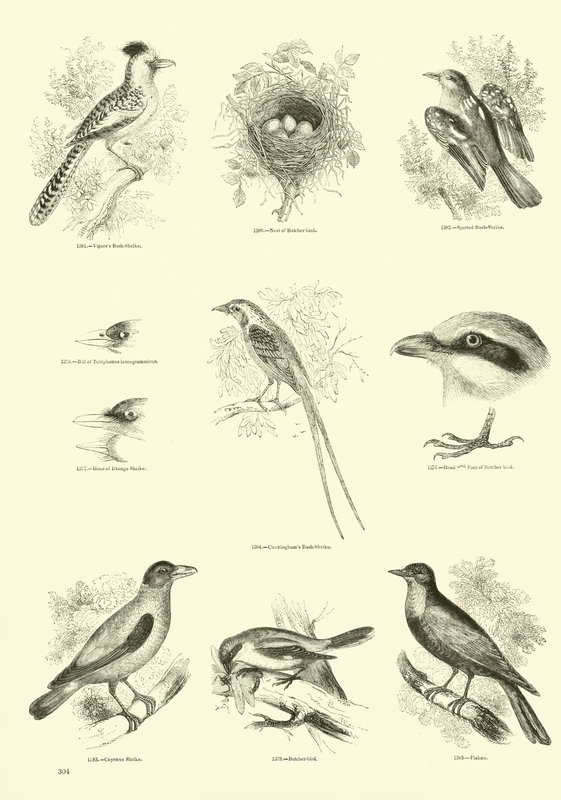 Page from The Pictorial Museum of Animated Nature by English School