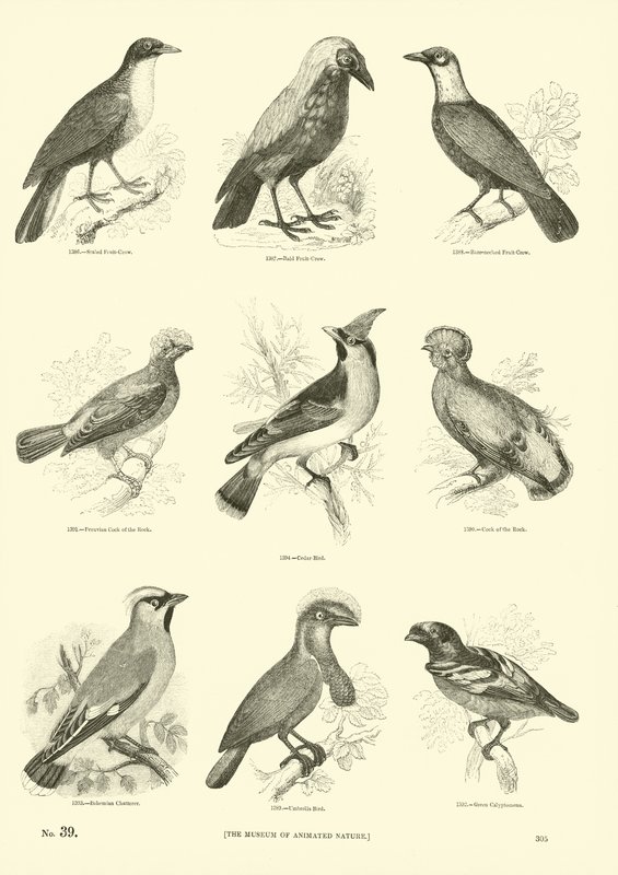 Page from The Pictorial Museum of Animated Nature by English School