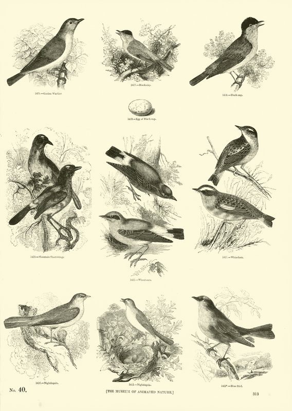Page from The Pictorial Museum of Animated Nature by English School