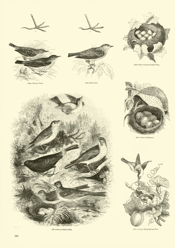 Page from The Pictorial Museum of Animated Nature by English School