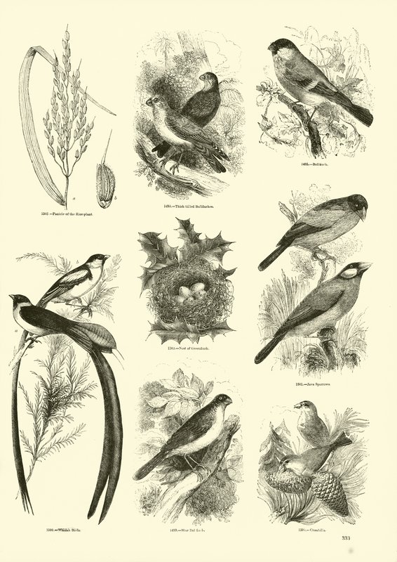 Page from The Pictorial Museum of Animated Nature by English School