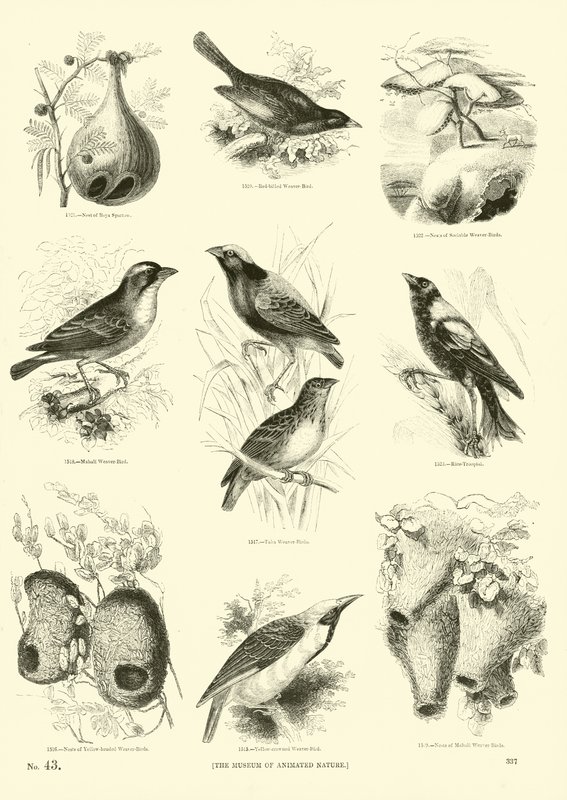 Page from The Pictorial Museum of Animated Nature by English School