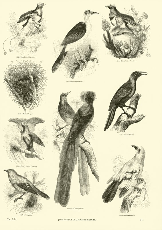 Page from The Pictorial Museum of Animated Nature by English School