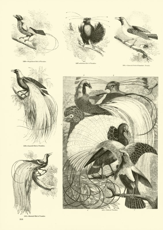 Page from The Pictorial Museum of Animated Nature by English School