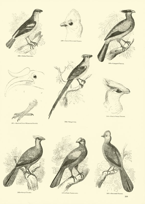 Page from The Pictorial Museum of Animated Nature by English School