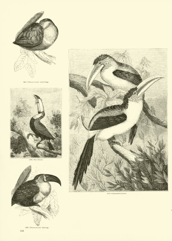 Page from The Pictorial Museum of Animated Nature by English School