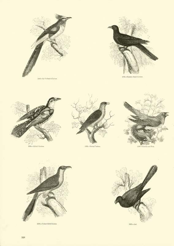 Page from The Pictorial Museum of Animated Nature by English School