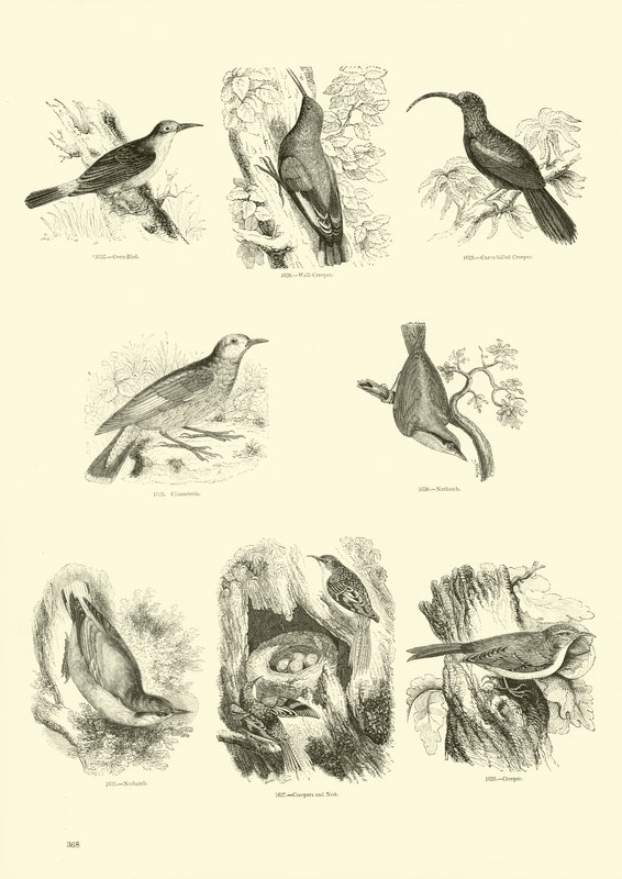 Page from The Pictorial Museum of Animated Nature by English School
