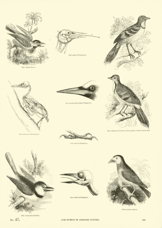 Page from The Pictorial Museum of Animated Nature by English School