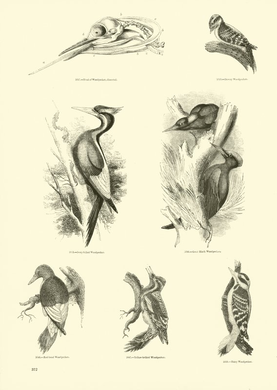 Page from The Pictorial Museum of Animated Nature by English School