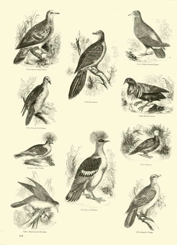 Page from The Pictorial Museum of Animated Nature by English School