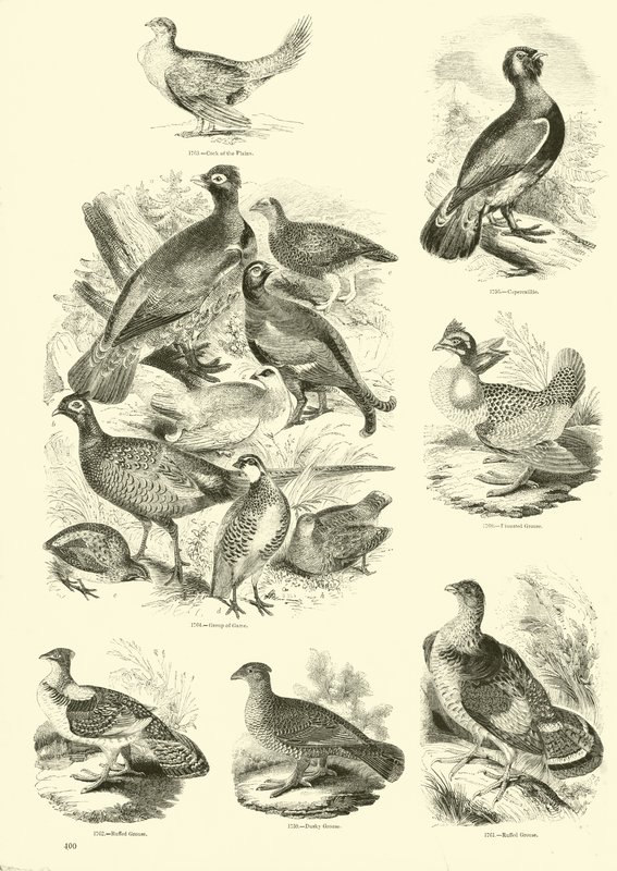 Page from The Pictorial Museum of Animated Nature by English School