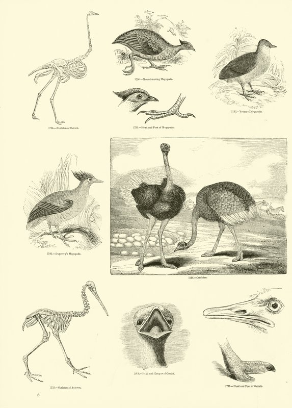 Page from The Pictorial Museum of Animated Nature by English School