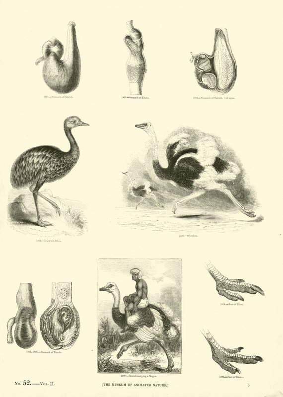 Page from The Pictorial Museum of Animated Nature by English School