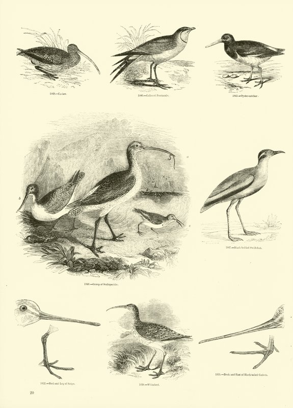 Page from The Pictorial Museum of Animated Nature by English School