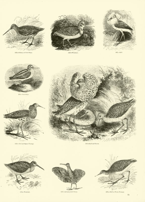 Page from The Pictorial Museum of Animated Nature by English School