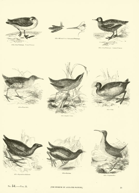 Page from The Pictorial Museum of Animated Nature by English School