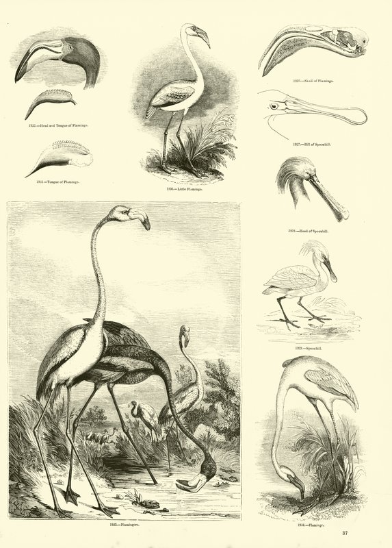 Page from The Pictorial Museum of Animated Nature by English School