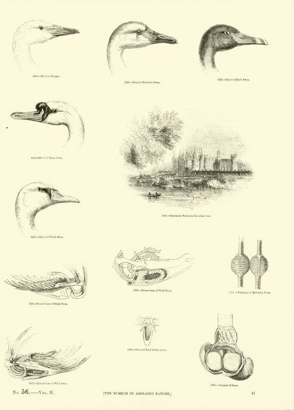 Page from The Pictorial Museum of Animated Nature by English School