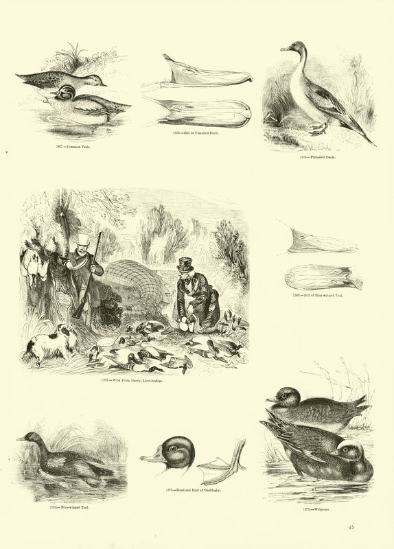 Page from The Pictorial Museum of Animated Nature by English School