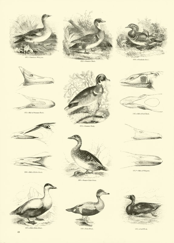 Page from The Pictorial Museum of Animated Nature by English School